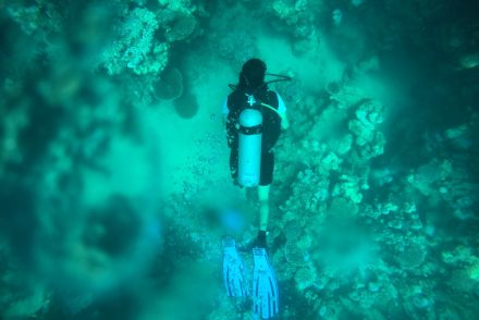 Diver in search for wild oysters