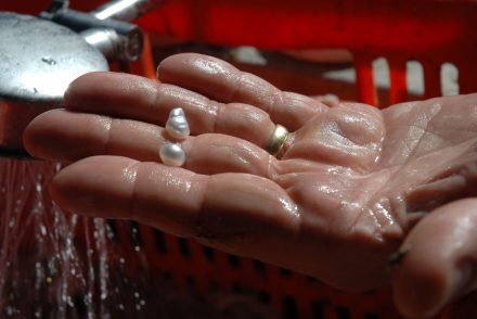 Technician showing extracted South Sea pearls