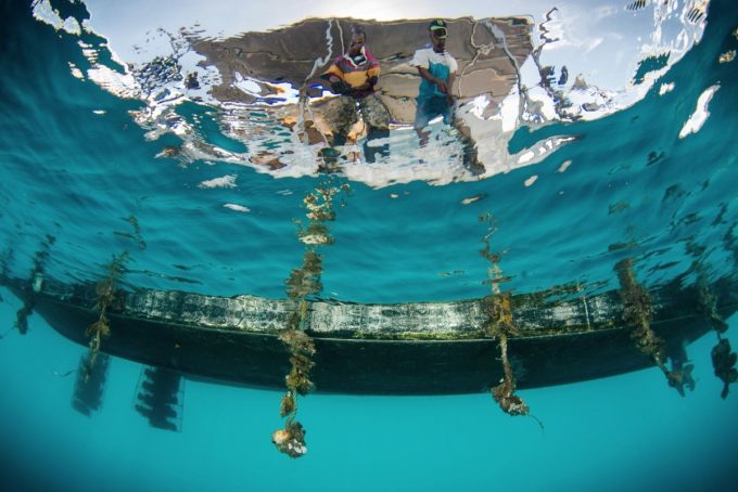 Farm crew managing oysters in the sea