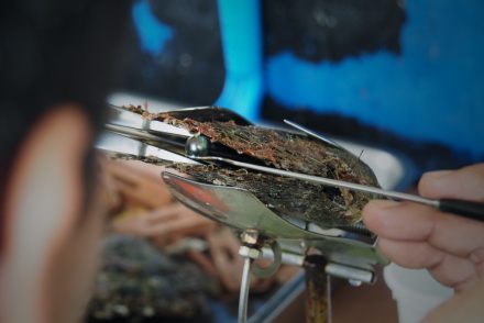 Technician seeding a pearl oyster