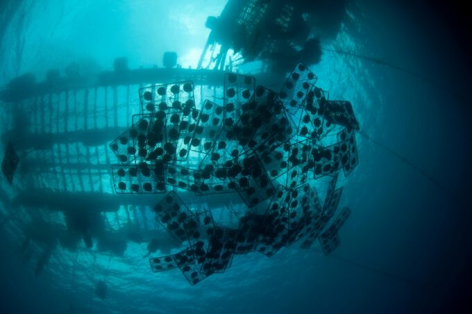 Cultured Pearl Oysters in the Sea